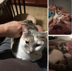 Lost Female Cat last seen Running Fox Road, Hope Mills, NC 28348