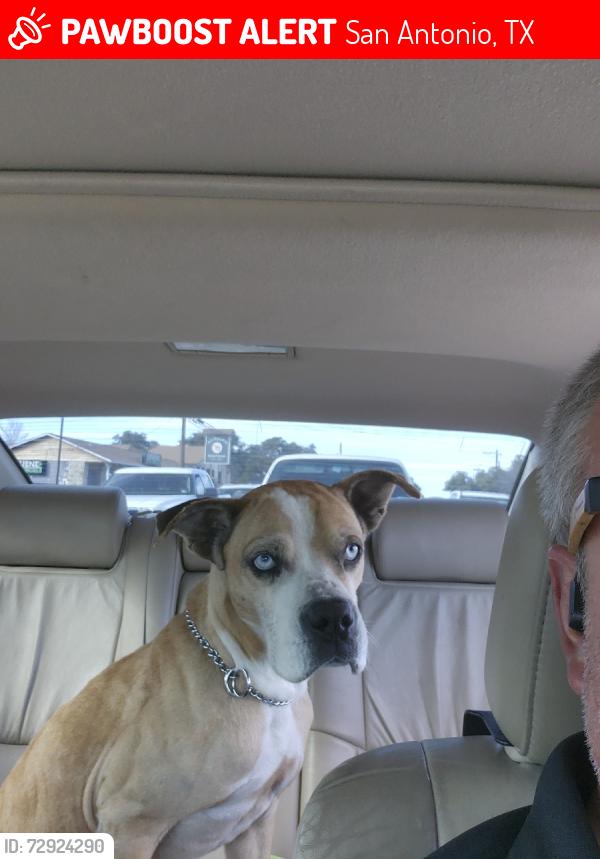 Lost Male Dog last seen Wurzbach and IH 10, San Antonio, TX 78240