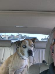 Lost Male Dog last seen Wurzbach and IH 10, San Antonio, TX 78240