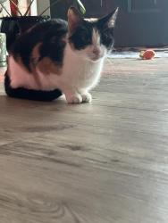 Reunited Female Cat last seen Plainfield Ct, Wilmington, NC 28411