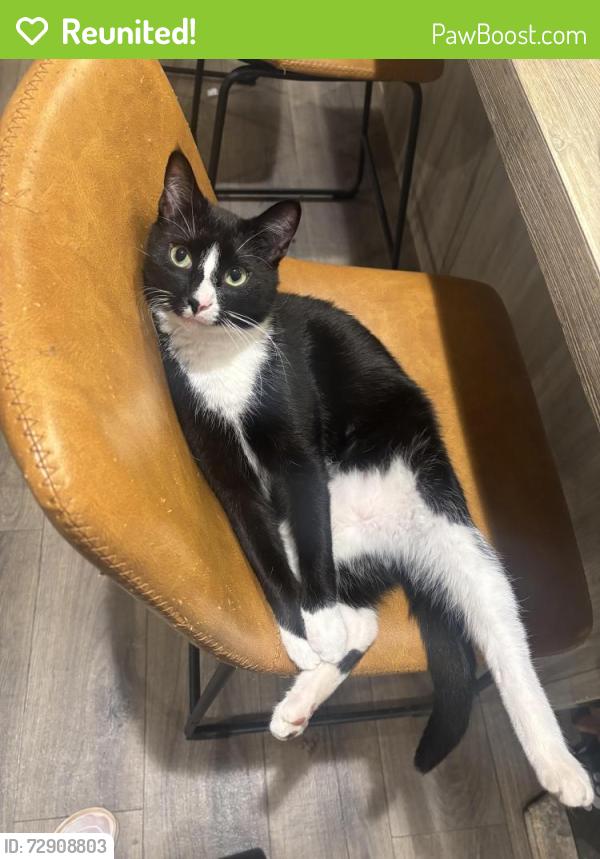 Reunited Male Cat last seen Near N Wildwood Rd, Maryville, TN 37804, USA, Maryville, TN 37804
