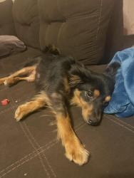 Found/Stray Female Dog last seen Grand ave and Marysville blvd, Sacramento, CA 95838