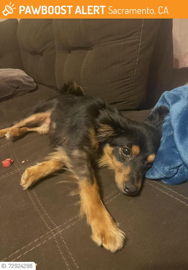 Found/Stray Female Dog last seen Grand ave and Marysville blvd, Sacramento, CA 95838