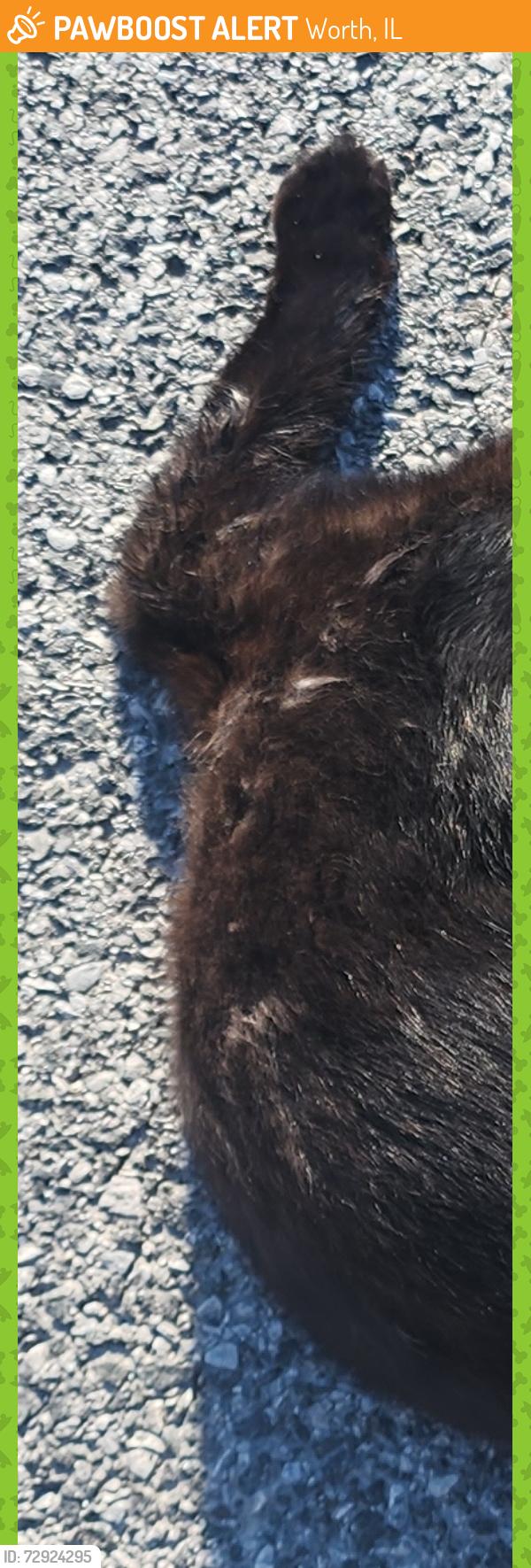 Found/Stray Unknown Cat last seen Just before Harlem Avenue and 108th street (if going toward 111th) - put it on the grass with a napkin covering its face, Worth, IL 60482