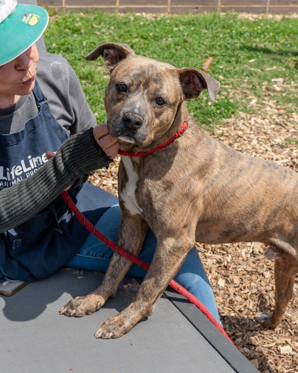 Shelter Stray Male Dog last seen ALEXANDER AND GLENWOOD, 30032, GA, Atlanta, GA 30341