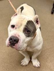 Shelter Stray Female Dog last seen Near Snapfinger Woods Dr, Decatur GA 30035, 30035, GA, Atlanta, GA 30341
