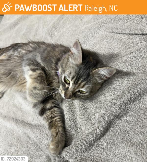Found/Stray Unknown Cat last seen Neighborhood by Athens Drive High School, Raleigh, NC 27606