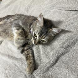 Found/Stray Unknown Cat last seen Neighborhood by Athens Drive High School, Raleigh, NC 27606
