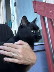 Reunited Unknown Cat last seen s behind Walmart, Saratoga Springs, UT 84045