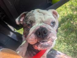 Found/Stray Unknown Dog last seen Gulf Bank , Houston, TX 77040