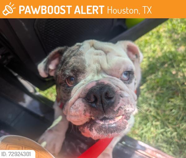 Found/Stray Unknown Dog last seen Gulf Bank , Houston, TX 77040