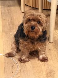 Reunited Male Dog last seen Closner and Freddy Gonzalez , Edinburg, TX 78539