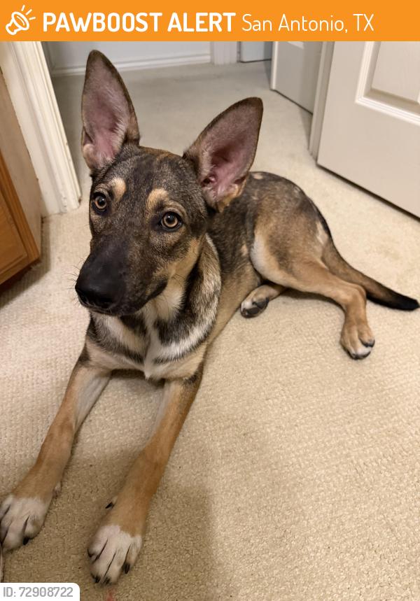 Found/Stray Male Dog last seen Babcock and Huebner, San Antonio, TX 78240