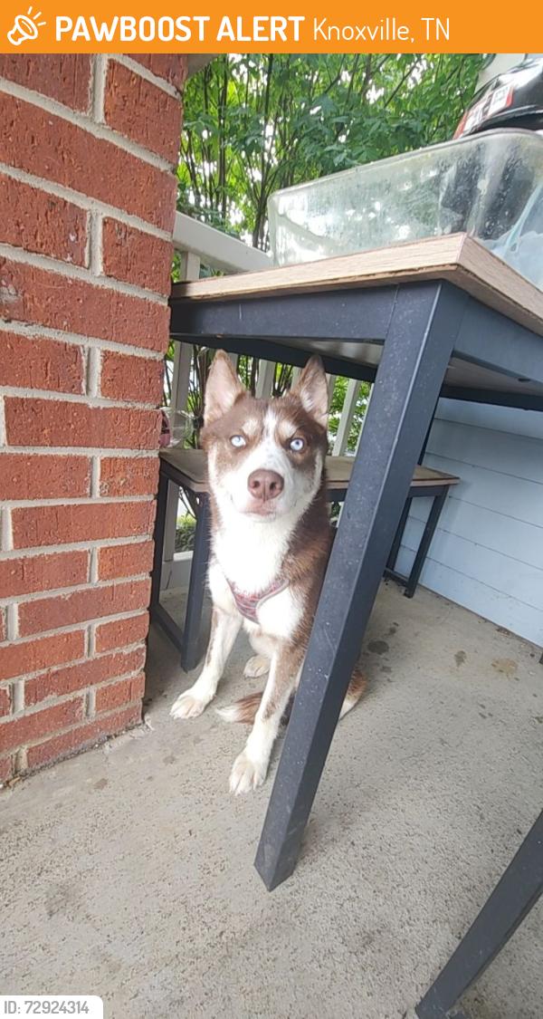Found/Stray Unknown Dog last seen Western ave and Texas ave, Knoxville, TN 37921
