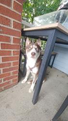 Found/Stray Unknown Dog last seen Western ave and Texas ave, Knoxville, TN 37921