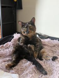 Reunited Female Cat last seen Q-Park, Berkshire, England RG1
