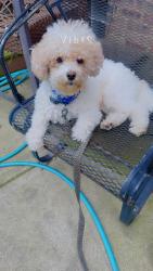 Reunited Male Dog last seen Raymont Blvd, University Heights, OH 44118, USA, University Heights, OH 44118
