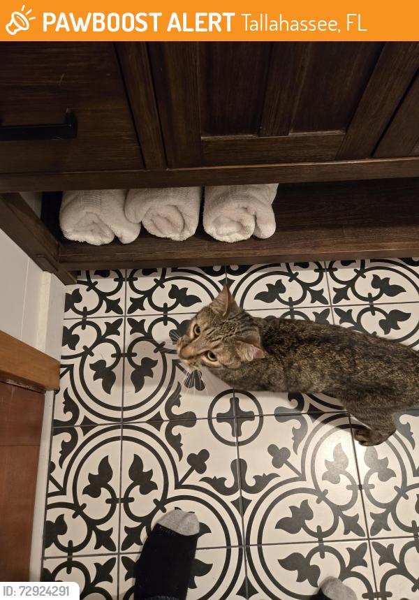 Found/Stray Unknown Cat last seen Fitz Lane / Tram Road , Tallahassee, FL 32311