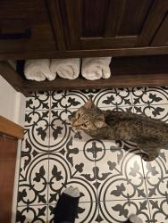Found/Stray Unknown Cat last seen Fitz Lane / Tram Road , Tallahassee, FL 32311
