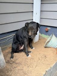 Reunited Female Dog last seen Rocky Rd and Deerbrook Rd, Lenoir, NC 28645