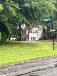 Found/Stray Unknown Dog last seen Crest Rd and US 2, Southern Pines, NC 28387