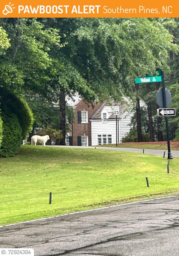 Found/Stray Unknown Dog last seen Crest Rd and US 2, Southern Pines, NC 28387