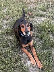 Lost Male Dog last seen Iron Bridge Rd, Lawrenceville, VA 23868
