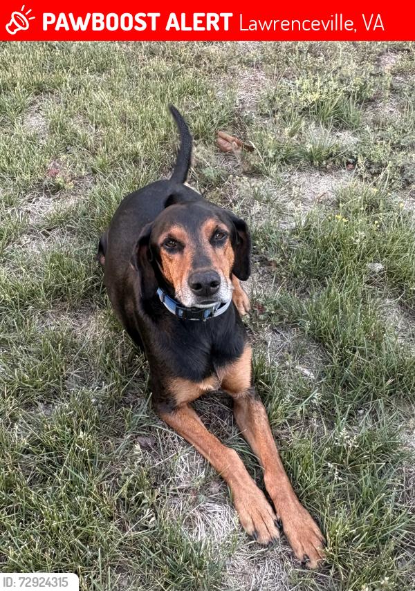 Lost Male Dog last seen Iron Bridge Rd, Lawrenceville, VA 23868