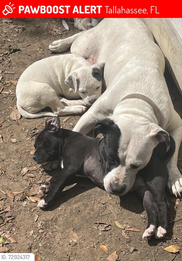 Lost Female Dog last seen Griffin street , Tallahassee, FL 32304