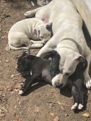Lost Female Dog last seen Griffin street , Tallahassee, FL 32304