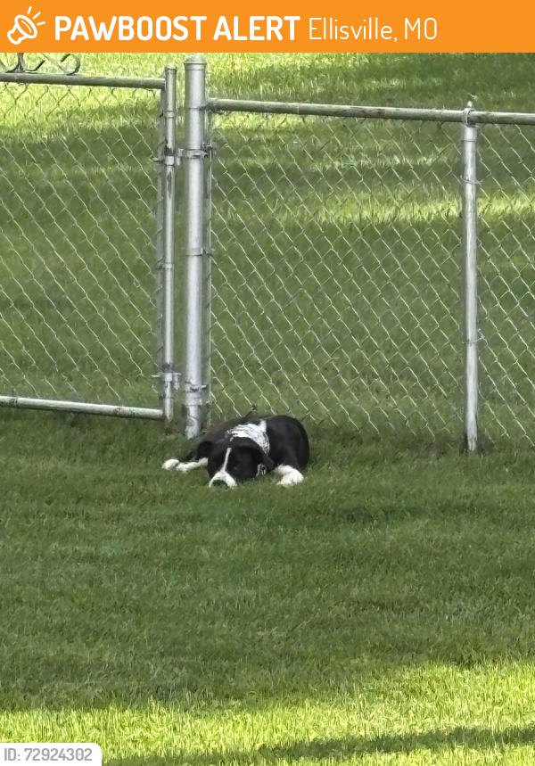 Found/Stray Female Dog last seen Weis Ave, near Ellisville Police Department, Ellisville, MO 63011