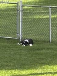Found/Stray Female Dog last seen Weis Ave, near Ellisville Police Department, Ellisville, MO 63011
