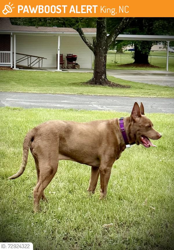 Found/Stray Male Dog last seen Mohawk Dr & Lake St (off Meadowbrook), King, NC 27021