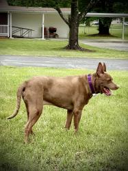 Found/Stray Male Dog last seen Mohawk Dr & Lake St (off Meadowbrook), King, NC 27021