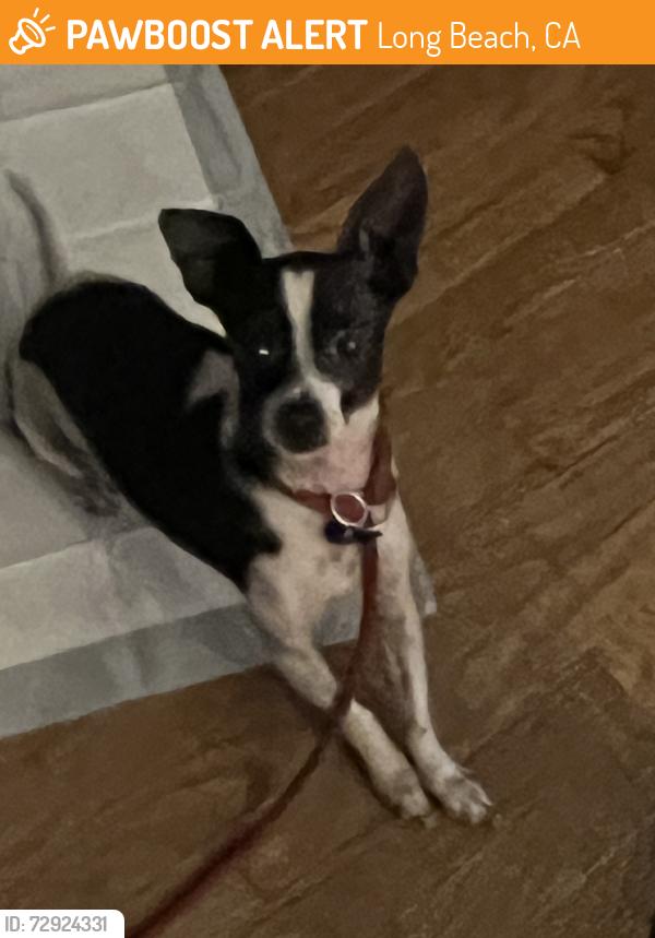 Found/Stray Female Dog last seen Myrtle, Long Beach, CA 90805