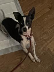 Found/Stray Female Dog last seen Myrtle, Long Beach, CA 90805