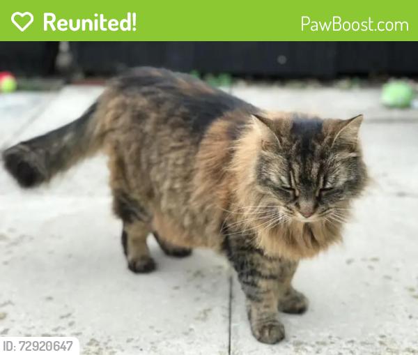 Reunited Female Cat last seen Blurton road , Stoke-on-Trent, England ST3 2DQ