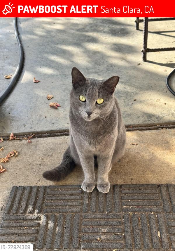 Lost Female Cat last seen Warburton Ave and Los Padres Blvd, Santa Clara, CA 95050