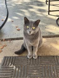 Lost Female Cat last seen Warburton Ave and Los Padres Blvd, Santa Clara, CA 95050