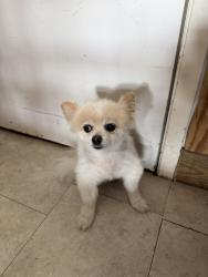 Found/Stray Female Dog last seen NA, Grand Prairie, TX 75051