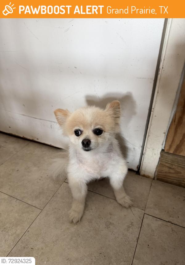 Found/Stray Female Dog last seen NA, Grand Prairie, TX 75051