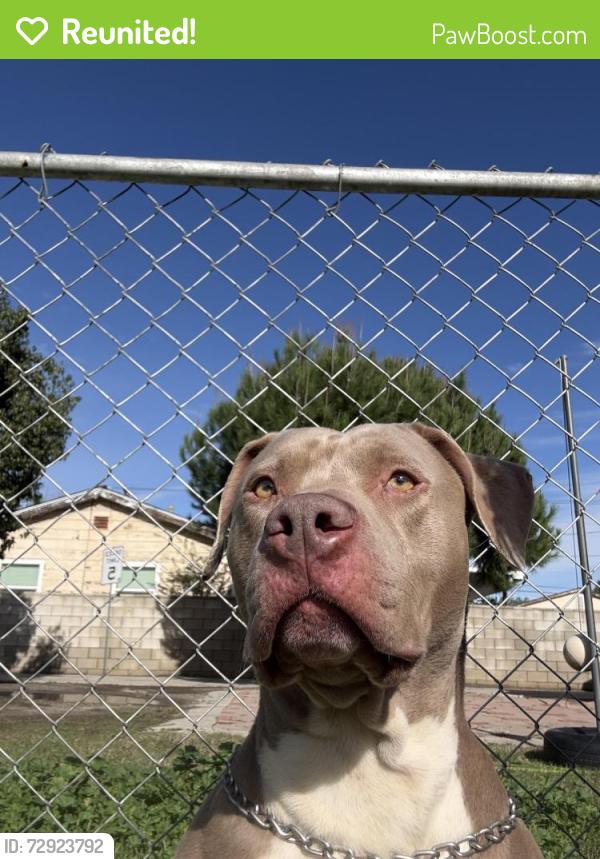 Reunited Female Dog last seen Near Inez St, Whittier, CA 90605, EE. UU., Whittier, CA 90605