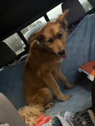 Reunited Male Dog last seen Near PR-31 Spring Branch, TX  78070 United States, Spring Branch, TX 78070