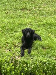 Found/Stray Male Dog last seen University of Mobile, Prichard, AL 36613