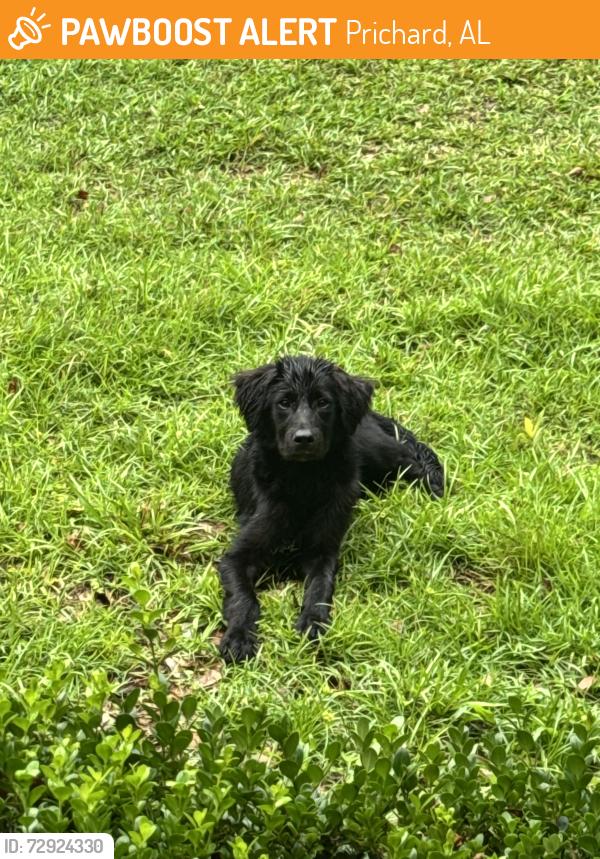 Found/Stray Male Dog last seen University of Mobile, Prichard, AL 36613