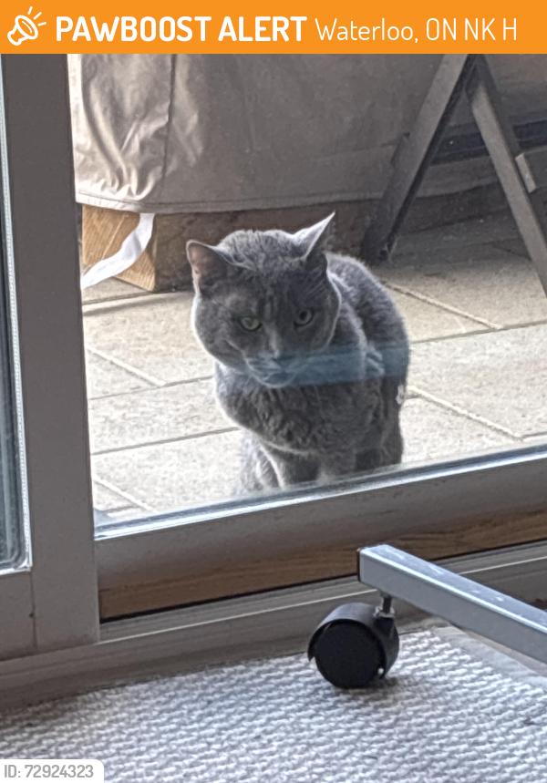Found/Stray Unknown Bird last seen Nearby Parkwood apmts, spotted nearby first floor backyards. , Waterloo, ON N2K 0H8