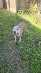 Reunited Female Dog last seen 15th Fretz, Edmond, OK 73003