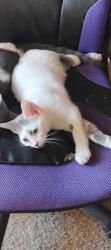 Lost Female Cat last seen 102nd Dr and West Riverside Ave, Tolleson, AZ 85353