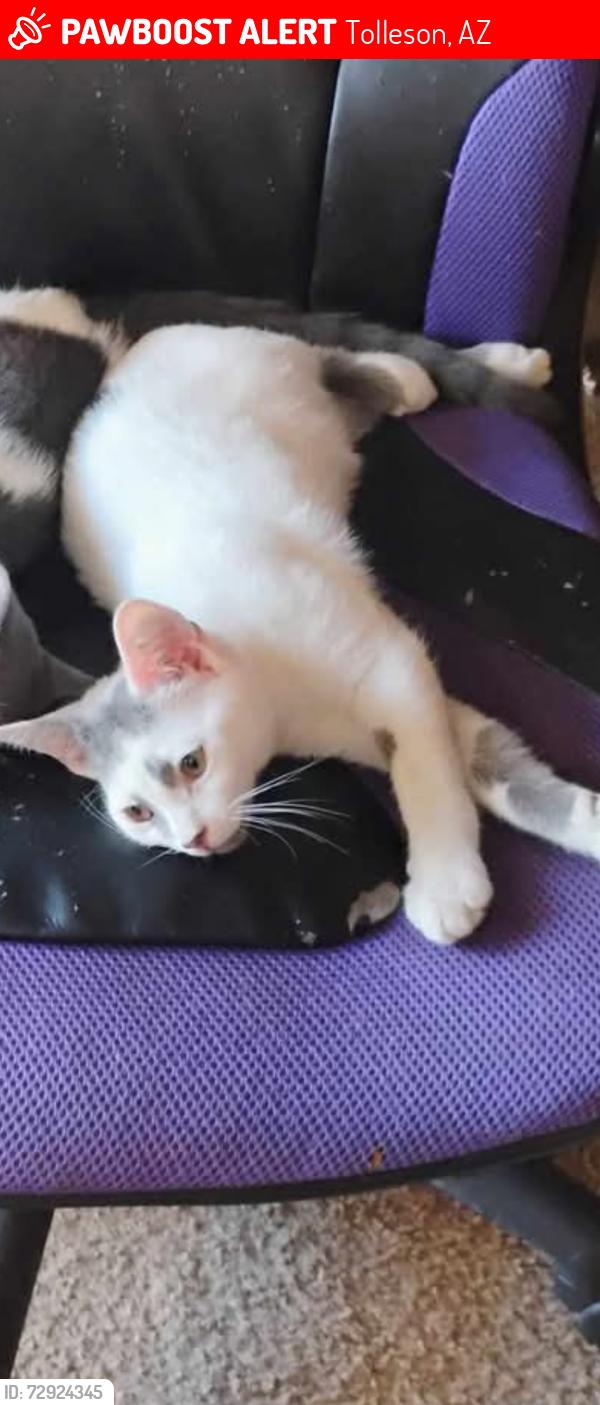 Lost Female Cat last seen 102nd Dr and West Riverside Ave, Tolleson, AZ 85353