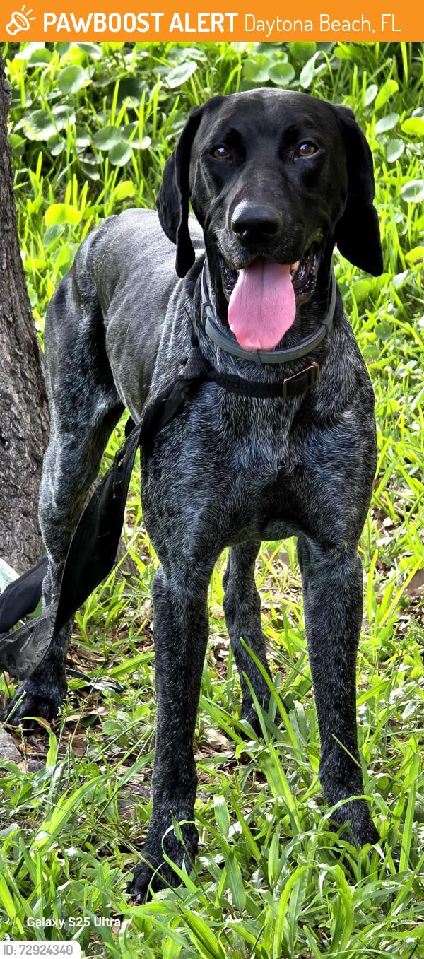 Found/Stray Male Dog last seen South and Division, Daytona Beach, FL 32114